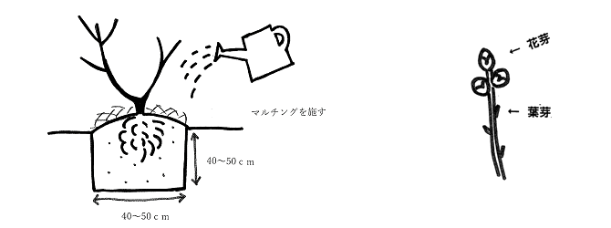 ブルーベリー栽培 ブルーベリー苗木 ブラックベリー苗木販売の大関ナーセリー