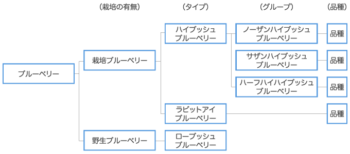 ブルーベリー栽培 ブルーベリー苗木 ブラックベリー苗木販売の大関ナーセリー